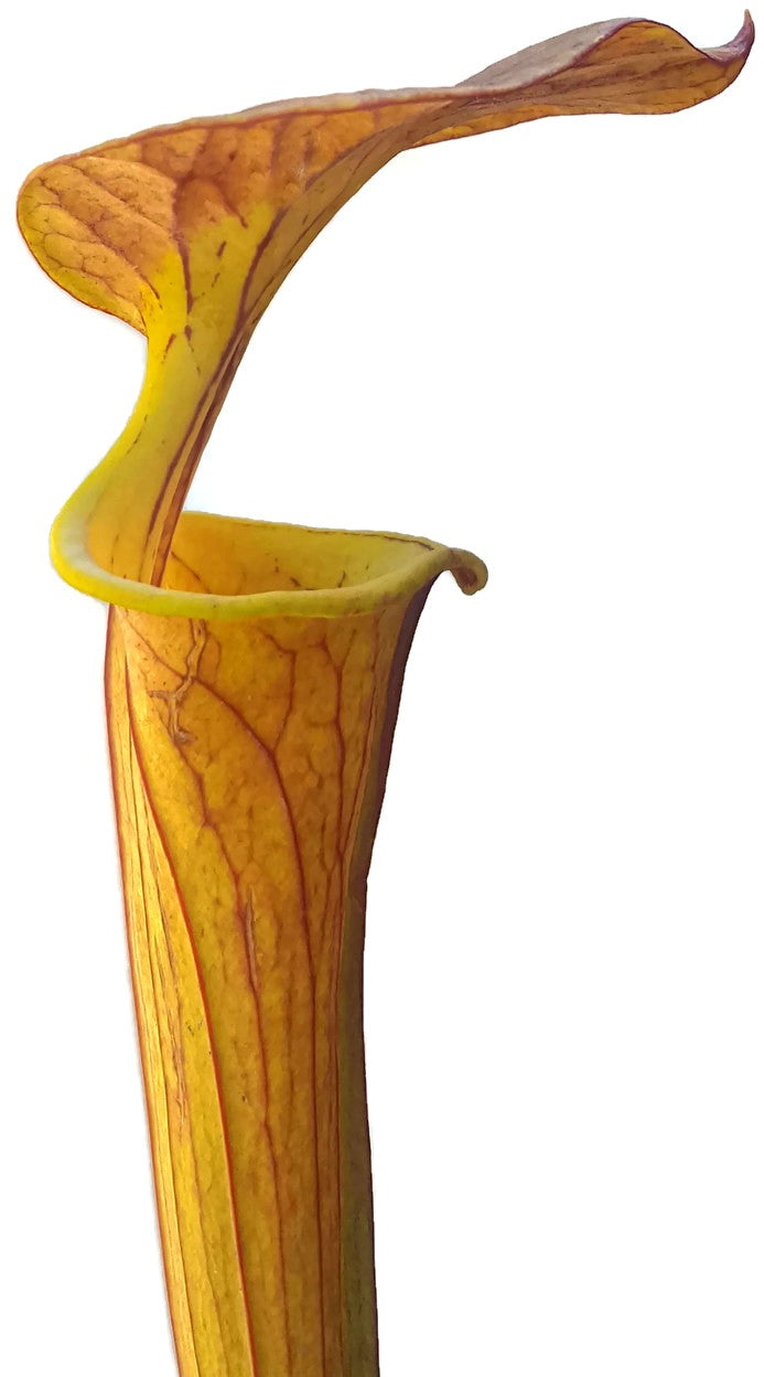 Sarracenia Flava var. Cuprea - Klon 2