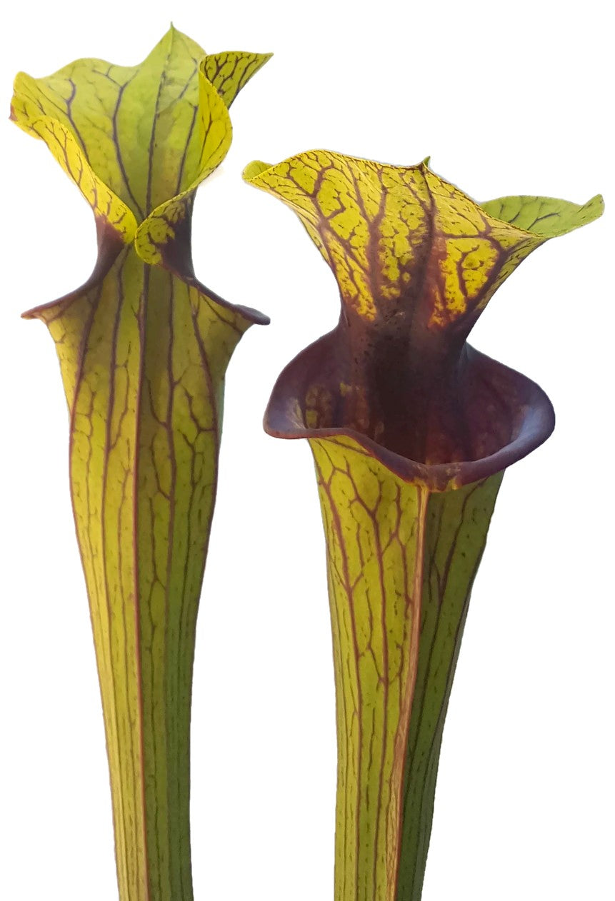 Sarracenia Flava var. Ornata &quot;Solid Red Throat&quot; MK F88