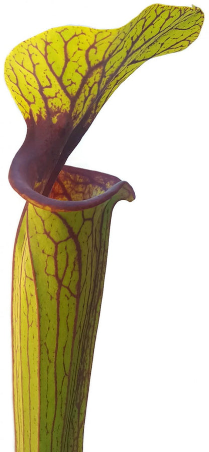 Sarracenia Flava var. Ornata &quot;Solid Red Throat&quot; MK F88