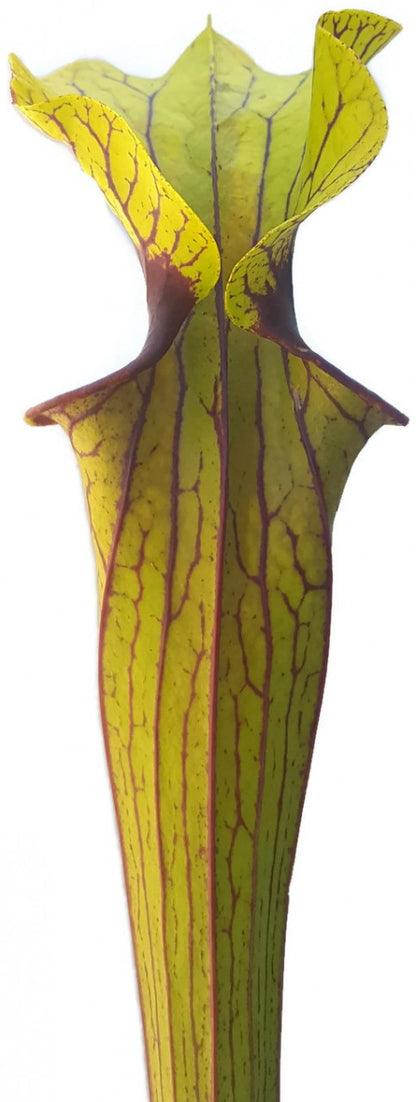 Sarracenia Flava var. Ornata &quot;Solid Red Throat&quot; MK F88