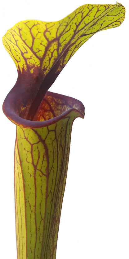 Sarracenia Flava var. Ornata &quot;Solid Red Throat&quot; MK F88