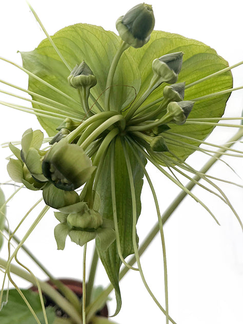 Tacca chantrieri - Fledermausblume