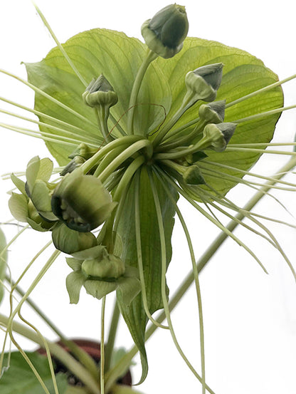 Tacca chantrieri - Fledermausblume