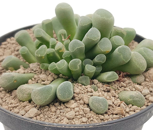 Frithia pulchra - Sukkulente