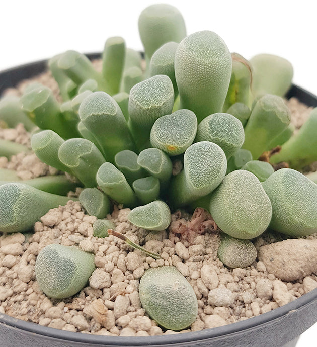 Frithia pulchra - Sukkulente