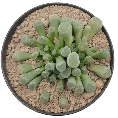 Frithia pulchra - Sukkulente