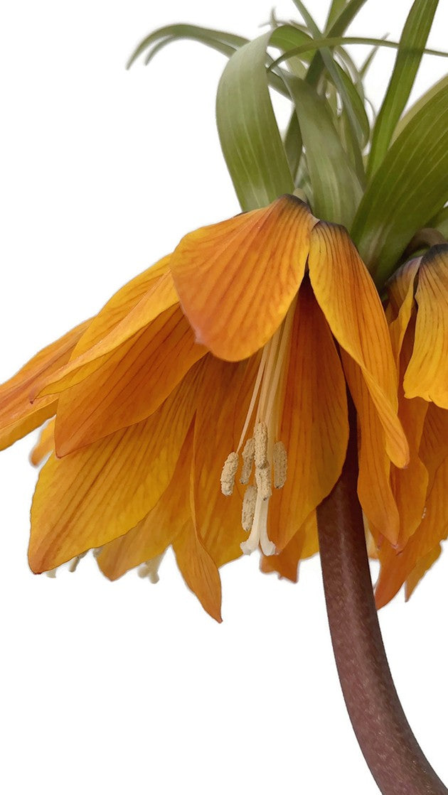 Fritillaria imperialis - Kaiserkrone