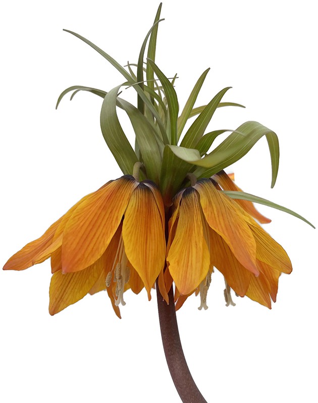 Fritillaria imperialis - Kaiserkrone