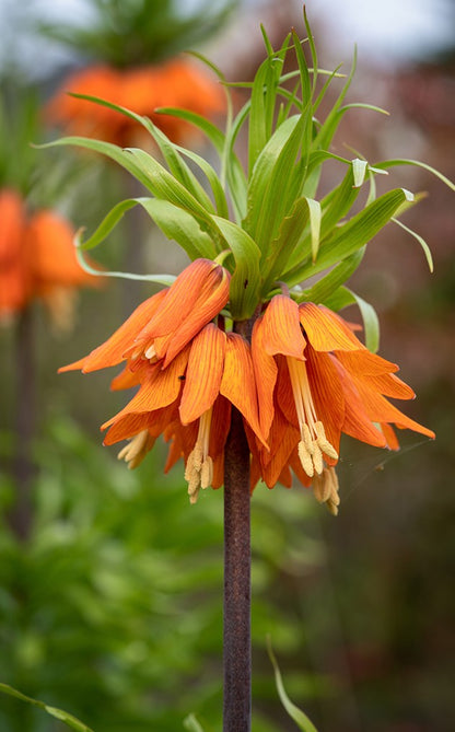 Fritillaria imperialis - Kaiserkrone