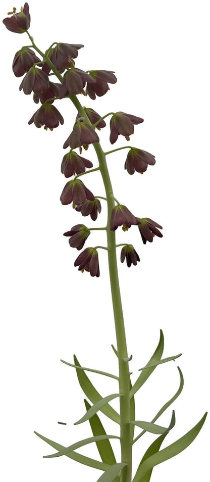 Fritillaria persica - persische Kaiserkrone