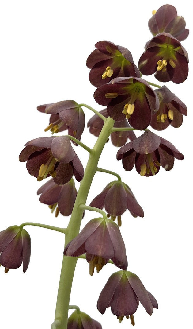 Fritillaria persica - persische Kaiserkrone