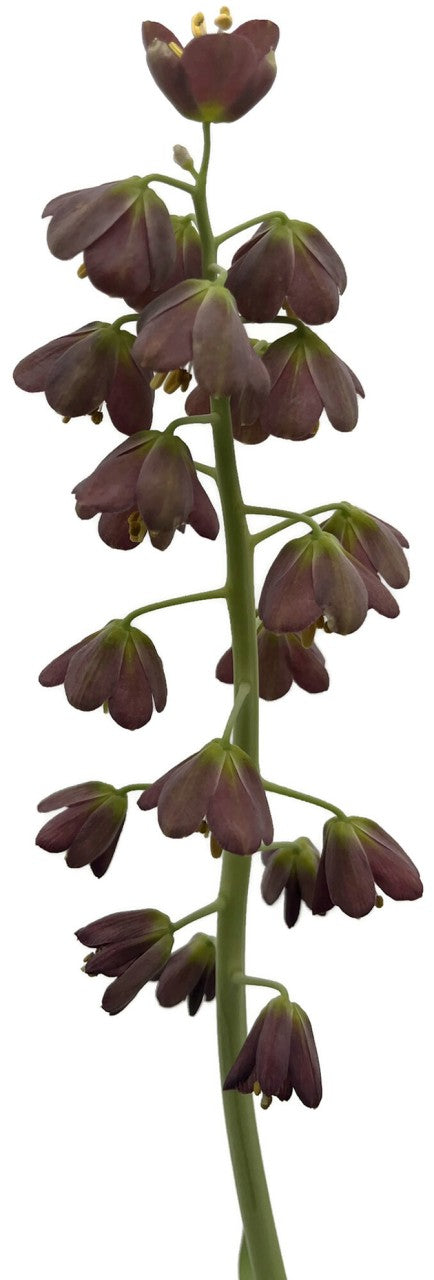 Fritillaria persica - persische Kaiserkrone