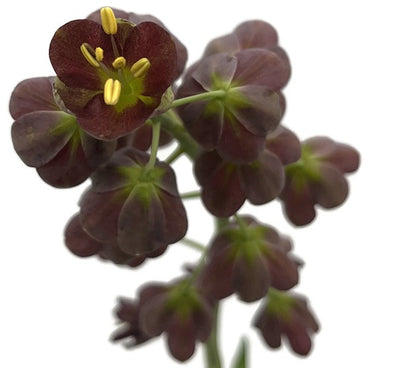 Fritillaria persica - persische Kaiserkrone