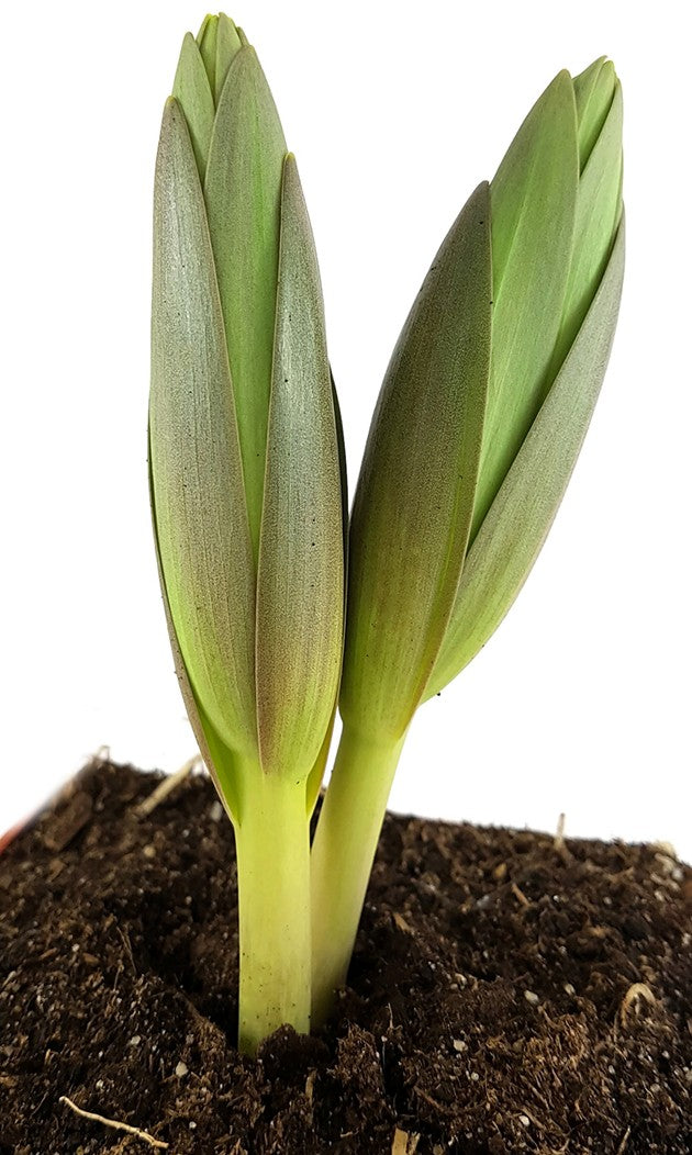 Fritillaria persica - persische Kaiserkrone