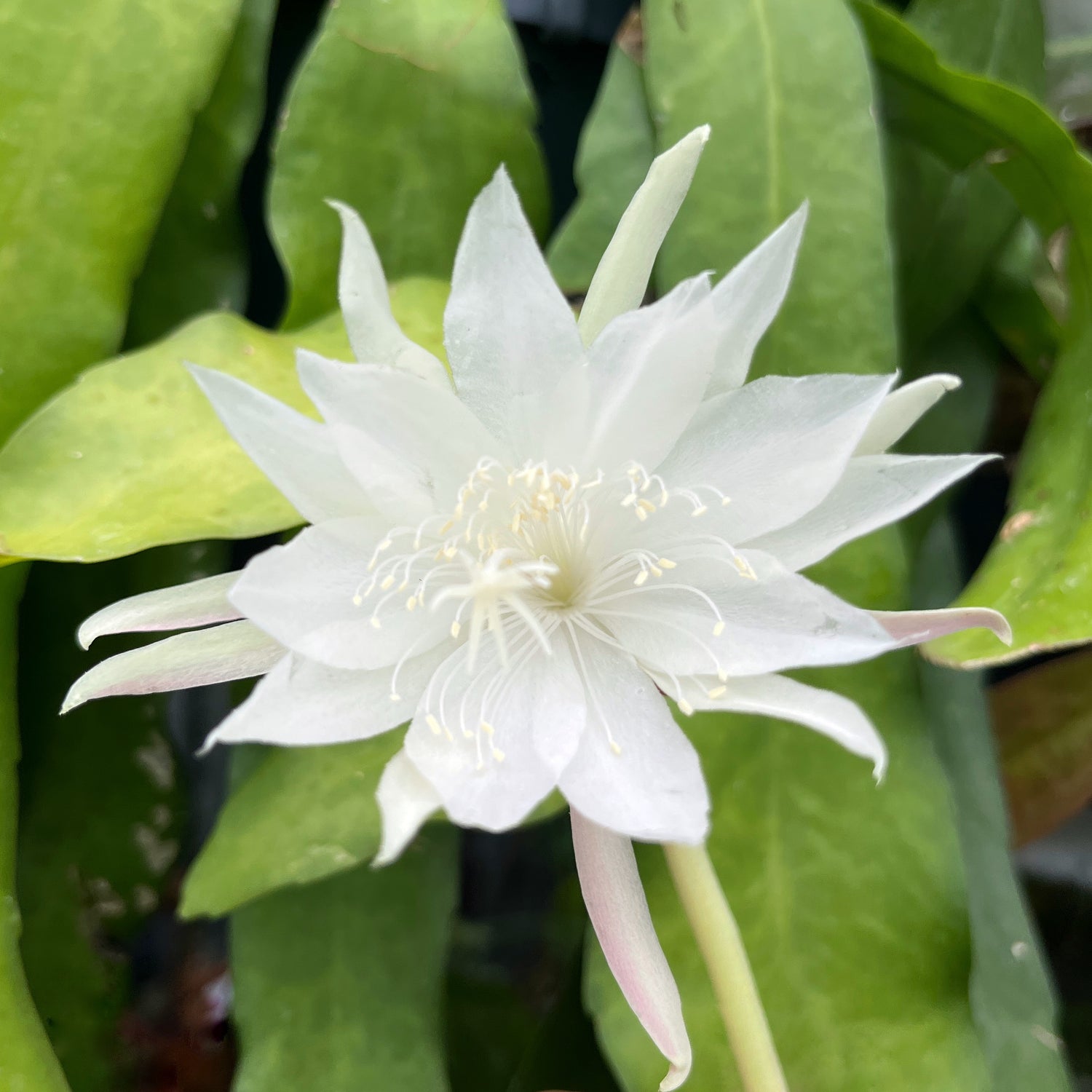 Epiphyllum pumilum - zwergiger Blattkaktus