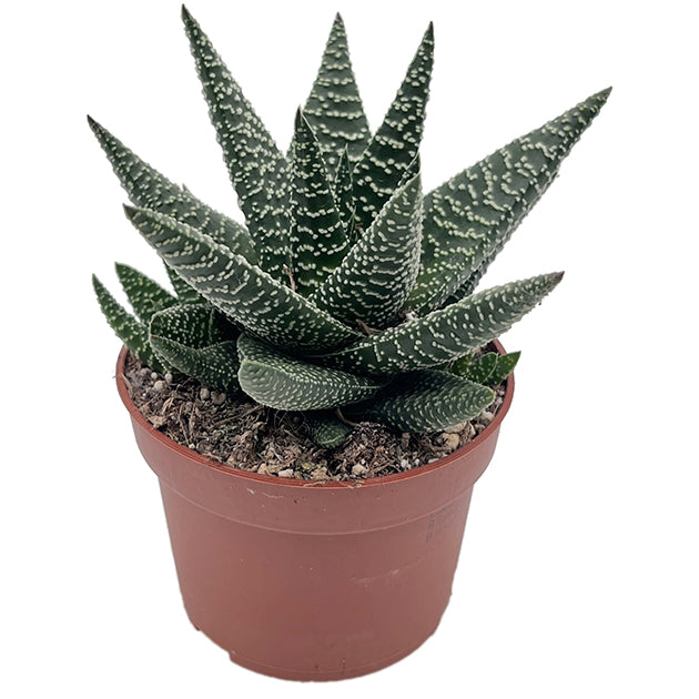 Gasteraloe "Royal Highness" - Sukkulente