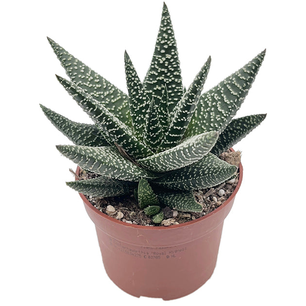 Gasteraloe "Royal Highness" - Sukkulente