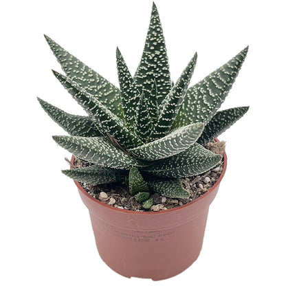Gasteraloe "Royal Highness" - Sukkulente