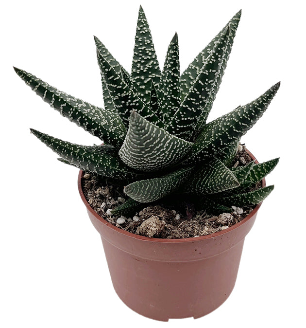 Gasteraloe "Royal Highness" - Sukkulente