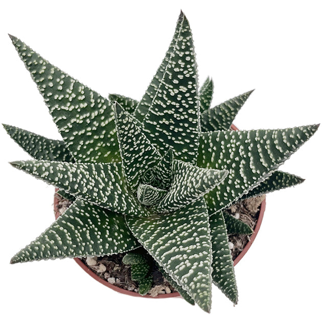 Gasteraloe "Royal Highness" - Sukkulente