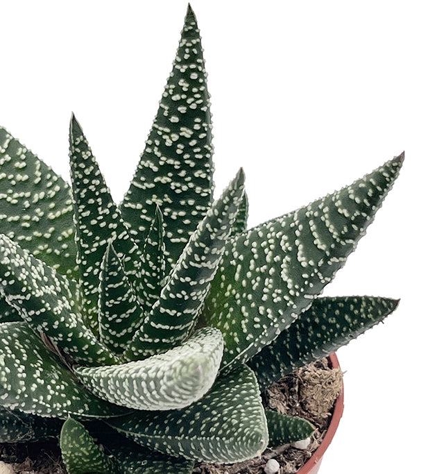 Gasteraloe "Royal Highness" - Sukkulente
