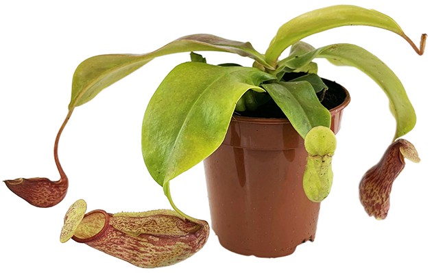 Nepenthes Set "Feed Me!" - für Beginner