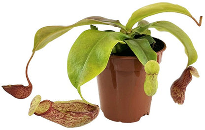 Nepenthes Set "Feed Me!" - für Beginner