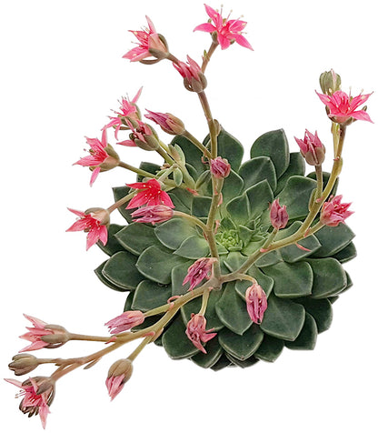 Graptopetalum tacitus - exotisches Dickblatt