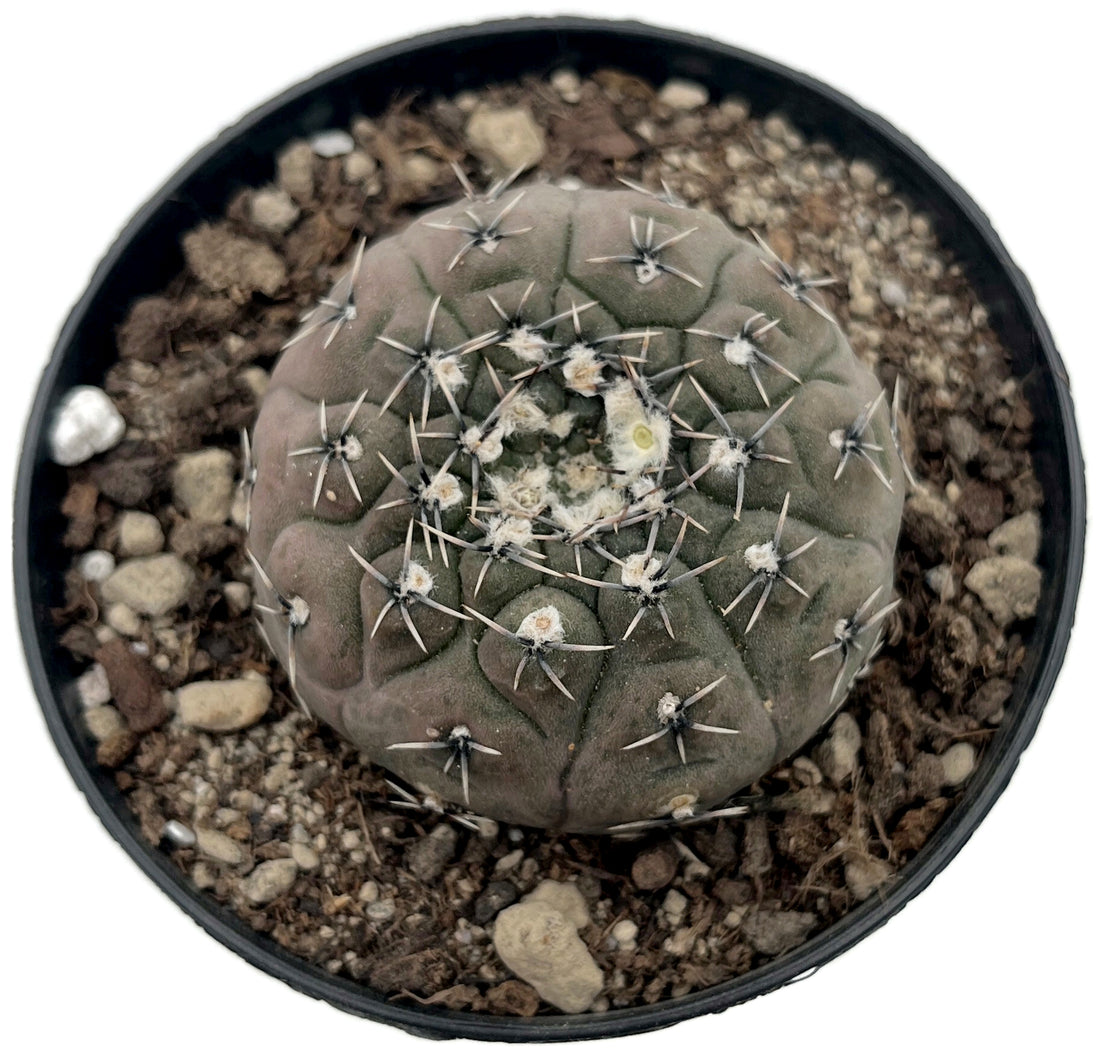 Gymnocalycium stellatum