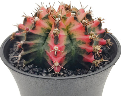 Gymnocalycium mihanovichii &quot;Multicolor&quot; - bunter Kaktus