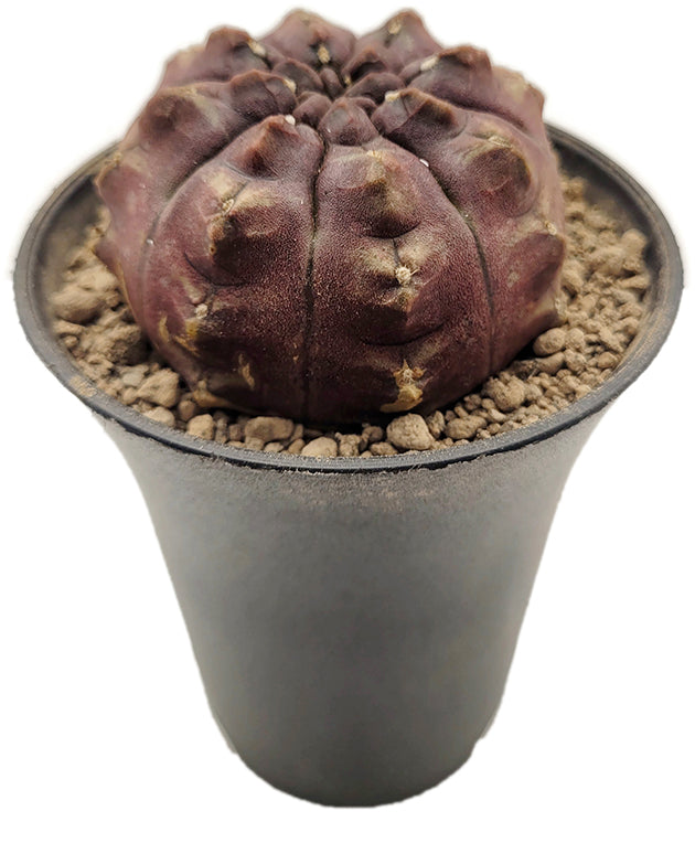 Gymnocalycium mihanovichii &