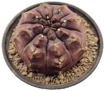 Gymnocalycium mihanovichii &