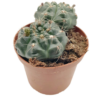 Gymnocalycium baldianum - charmanter Höckerkaktus