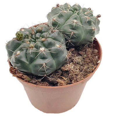 Gymnocalycium baldianum - charmanter Höckerkaktus