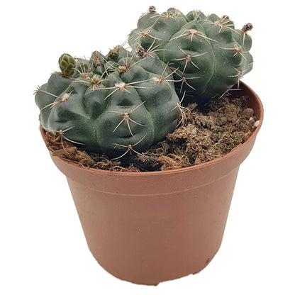 Gymnocalycium baldianum - charmanter Höckerkaktus