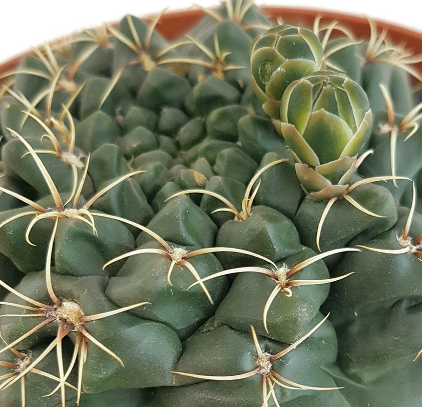 Gymnocalycium baldanium - exotischer Wüstenkaktus