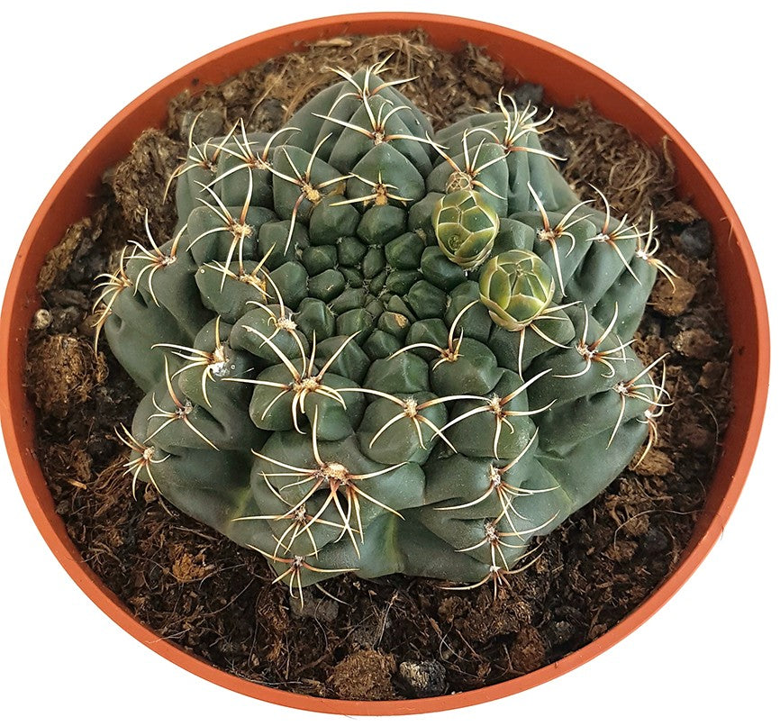 Gymnocalycium baldanium - exotischer Wüstenkaktus