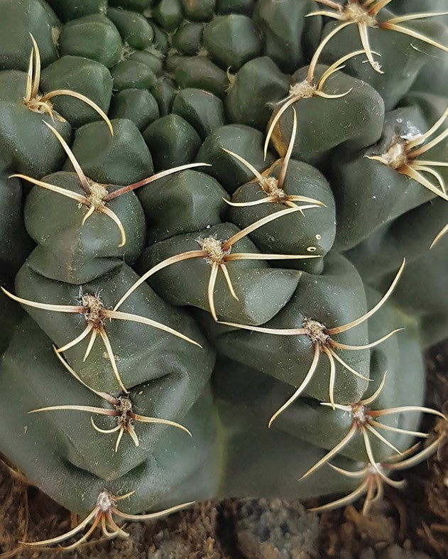 Gymnocalycium baldanium - exotischer Wüstenkaktus