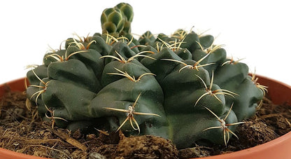 Gymnocalycium baldanium - exotischer Wüstenkaktus