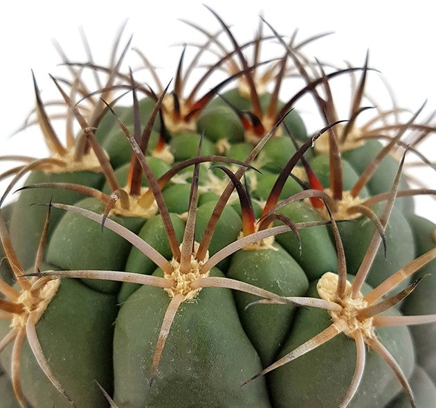 Gymnocalycium saglionis - breitkugeliger Kaktus