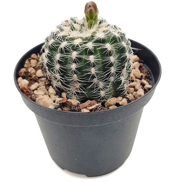 Gymnocalycium bruchii - bezaubernder Zwergkaktus