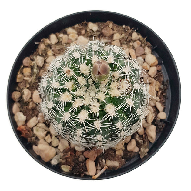 Gymnocalycium bruchii - bezaubernder Zwergkaktus