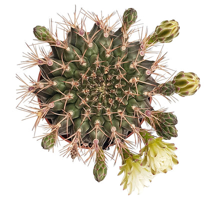 Gymnocalycium delaetii - Kaktus