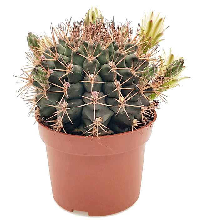 Gymnocalycium delaetii - Kaktus