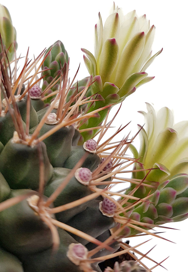 Gymnocalycium delaetii - Kaktus