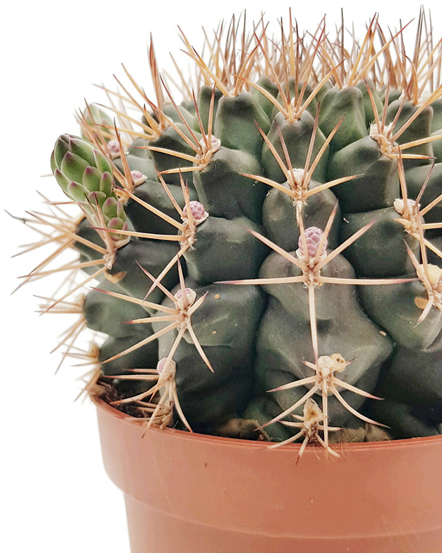 Gymnocalycium delaetii - Kaktus