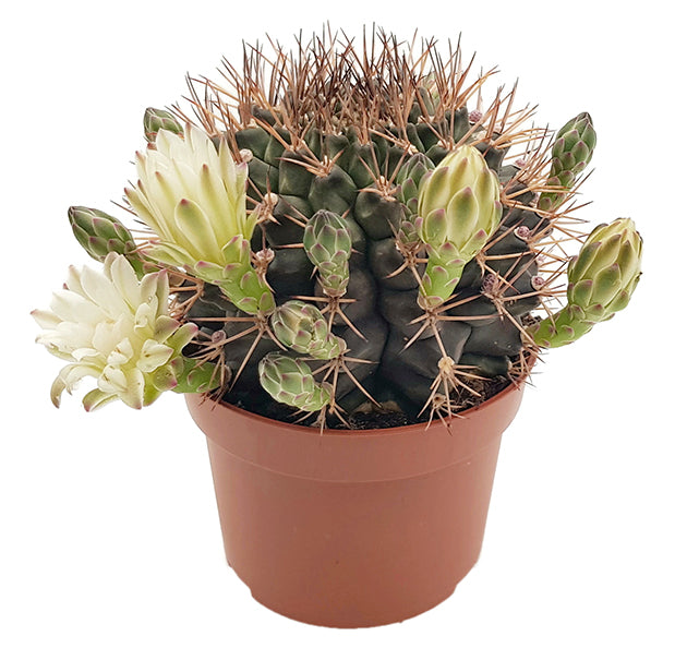 Gymnocalycium delaetii - Kaktus