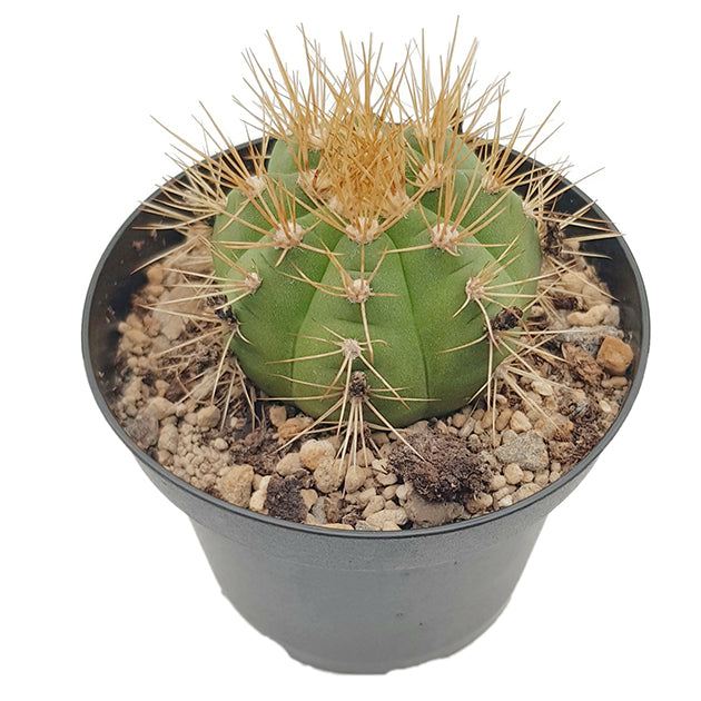 Gymnocalycium chacoense