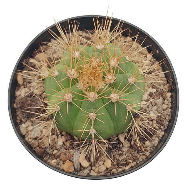 Gymnocalycium chacoense