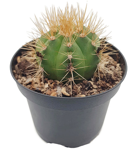 Gymnocalycium chacoense